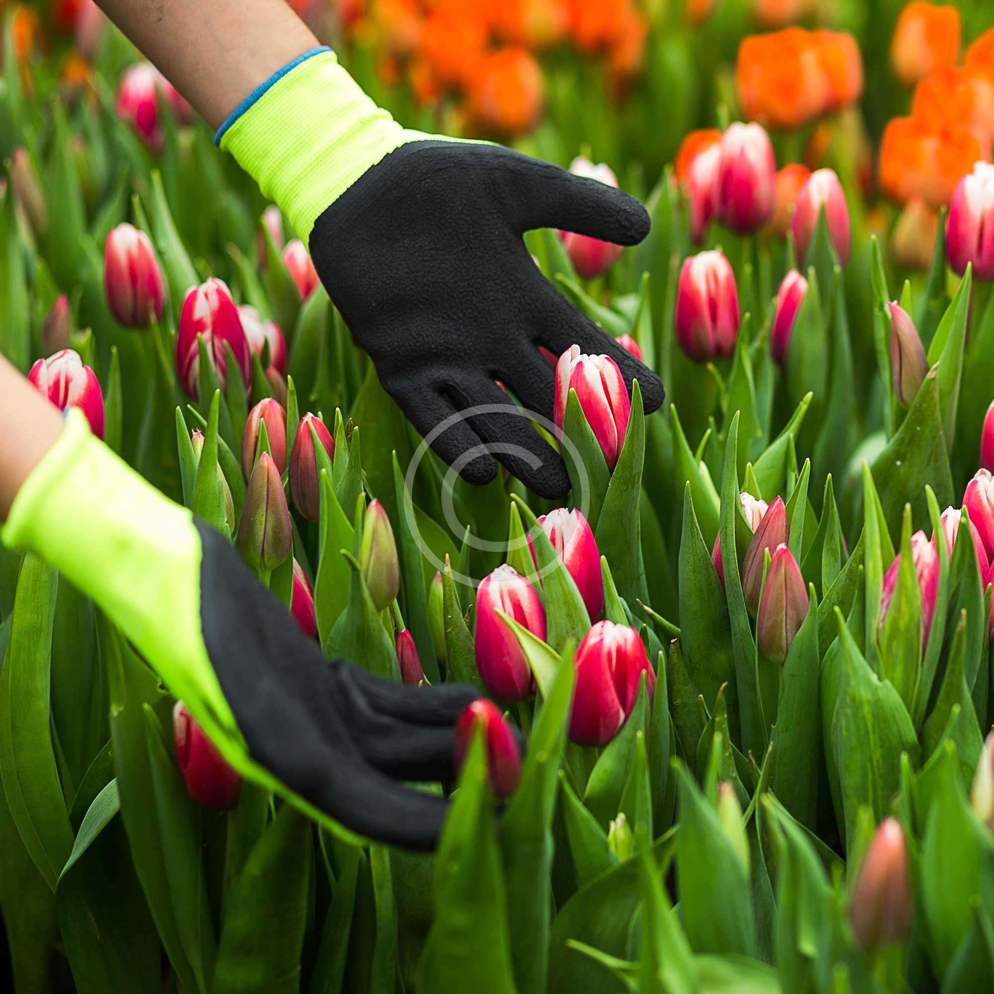 Bulbs in Tulips